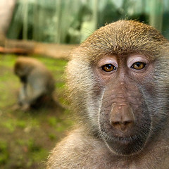 Hacer Fotos en el Zoo - Foto de Broma