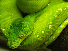 Hacer Fotos en el Zoo - Foto debelgianchocolate
