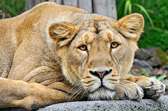 Hacer Fotos en el Zoo - Foto de Tambako the Jaguar