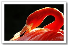 Hacer Fotos en el Zoo