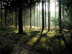 bosque 2
