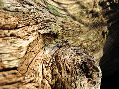 bosque 4