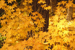 bosque 8