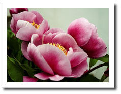 flores