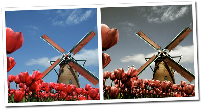 Red Tulips Efecto dZoom