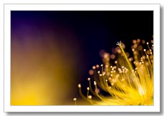 rosemary*