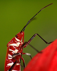 Foto macro