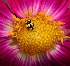 Fotografiar insectos